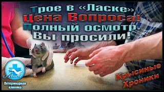 Обследование сразу трех крыс в вет. клинике "Ласка". 😥 Полный приём, и цена вопроса. 🐭(Fancy Rats)🐭