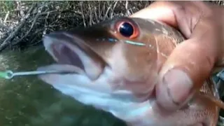 pescaria no manguezal de camarão vivo😇 logo em seguida logo em seguida um peixe frito😋😋🐟🐟🐟🐟🐟
