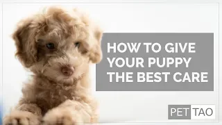 The Best Way to Care for A New Puppy - PET | TAO Holistic Pet Products