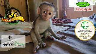 Two new baby orphan monkeys arrive, each with their own little story. Darby back to surgery