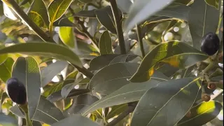 Дафиново / Лаврово дърво в градината на бай Тошо | Септември 2023