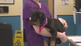 Veterinarians seeing rise in parvo cases in Kansas City