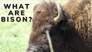 THE AMERICAN BISON STORY - Ghosts of the Prairies - Episode 1 - Bison documentary