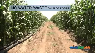 Growing Corn With Drip Irrigation