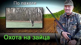 Охота на зайца. Нет нигде-ищите в пахоте. Hunting for hares