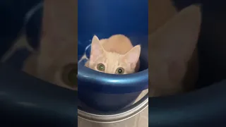 Смешные Коты 😂 Часть 4 Смешные животные - Приколы с животными #shorts #cats