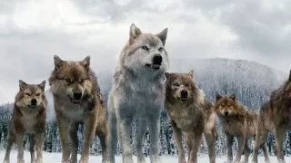 Ruslan Kind, Tural Everest - Wolves (Video)