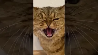 как смеется кот