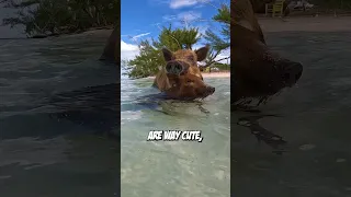 Swimming With Pigs!  (How'd they get here?)