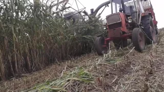 Sorgo na kiszonkę 2016. Fortschritt e-281c JCB Fastrac 2135 Pronar 82 SA Jumz 6km