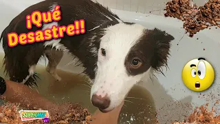 BAÑAMOS A MI PERRO / Mel LA LÍA EN LA BAÑERA!