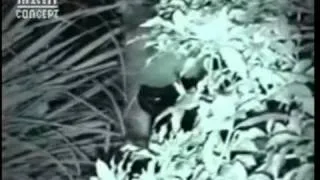 Attack of the Florida Skunk Ape