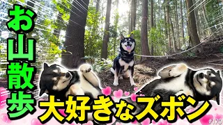 お山ズボンにメロメロな柴犬〜オナラこきすぎや〜