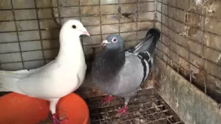 2016 BREEDERS RACING HOMING PIGEON