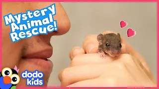 Mystery Baby Grows Up To Be So Cute... And So Sneaky! | Rescued! | Dodo Kids