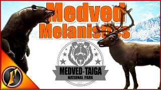 Incredible Hunt on Medved with 2 Melanistics!