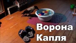 Ворона Капля и тазик