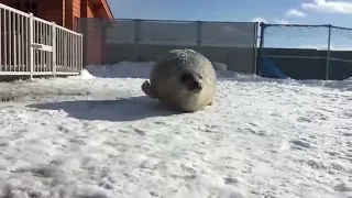 Cute Seal Bouncing