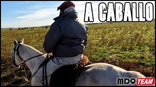 Trabajos a caballo - VIDA CAMPESTRE