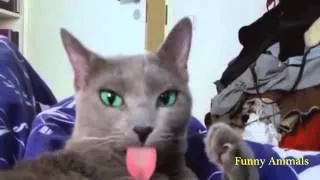 ЗАБАВНЫЕ ЖИВОТНЫЕ СМЕШНО ДО СЛЕЗ!!FUNNY ANIMALS MAY 2014