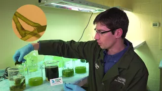 Algae Corner: How to Identify Different Algae Types