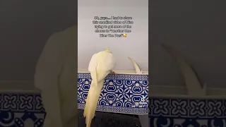 Cockatiel sings Another One Bites The Dust