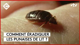 Punaises de lit : un fléau qui prend de l’ampleur - C à Vous - 08/09/2023