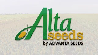 День поля Alta Seeds. Світлогірське 2017