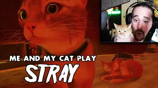 Me and my cat play Stray (Full Playthrough Part 1): Cats outlived Humanity and no one is surprised)