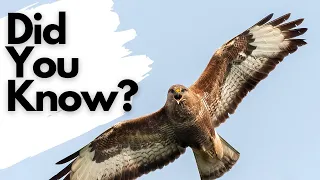 Things you need to know about BUZZARDS!