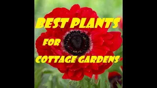 Gardeners World 2022 Episode 34 The Best Plants for Cottage Gardens