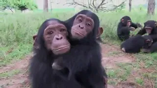 Tchimpounga chimpanzees sending love