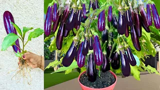Unique Technique: For Growing Brinjal Tree with banana and Aloe Vera