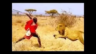 2017 - Lions vs Maasai Warriors Wildlife Animal