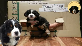 BERNESE MOUNTAIN DOG PUPPY TRANSFORMATION WEEK BY WEEK! This is Daisy from 0 to 2 months