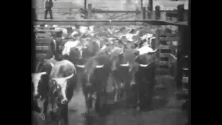 Cattle Driven to Slaughter (1897) Edison