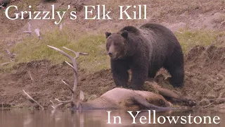 Grizzly's Elk Kill | Part 1 of 4 | Yellowstone in 4K | Inspire Wild Media