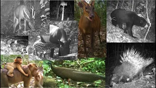 Discover the Animals of Borneo
