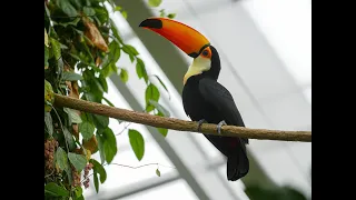 Audubon Animal of the Month: Toco Toucan