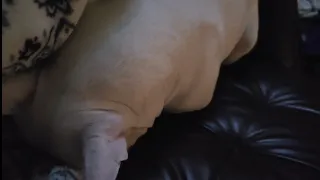 Cute and Funny Bull Terrier Snoring
