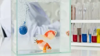 Aquarium Fish Medications: What You Need to Know [Live Stream]