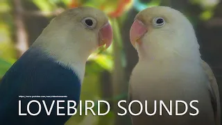 Lovebirds Chirping Sounds: White Head Lovebird - Blue Fischer's and Moccha