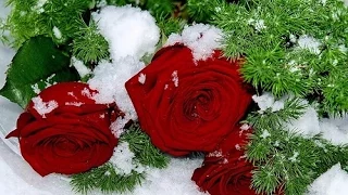 "Роза на снегу" Анжелика Агурбаш(монтаж Н Бурлакова)