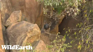 A brown hyena cub surprise!