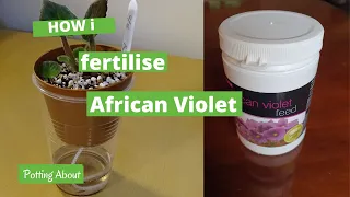 How I fertilise African Violets