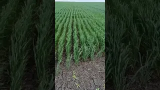 Озимая пшеница, No-Till (первый год), Белгородская область, 7 мая 2024 г., Роман Ратников