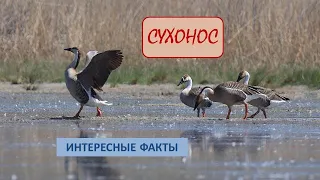 СУХОНОС🐦/Птицы/Животные/Интересные факты