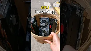 GPU Harvesting #shorts