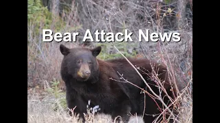 Bear Attack News May 2022