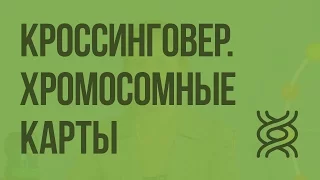 Кроссинговер. Хромосомные карты. Видеоурок по биологии 10 класс